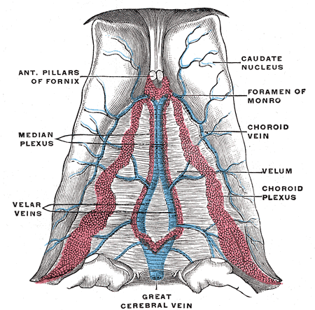 <p>Internal Cerebral Vein, Anterior Pillars of Fornix, Median Plexus, Velar Veins, Velum, Choroid Plexus, Choroid Vein, Foram