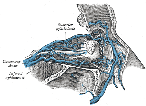 <p>Superior Ophthalmic vein, Cavernous sinus, Inferior Ophthalmic vein</p>