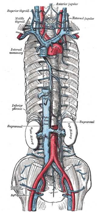 <p>Azygos Venous System