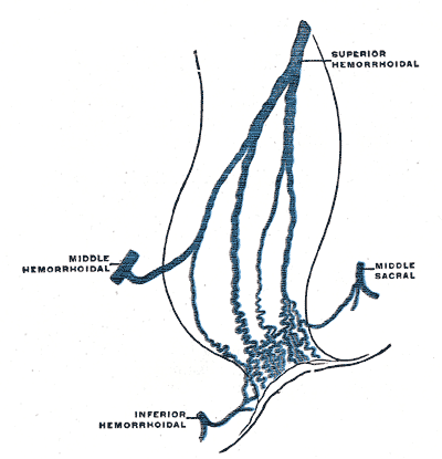 <p>Hemorrhoidal and Middle Sacral Veins