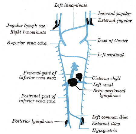 <p>Thoracic Lymphatic System