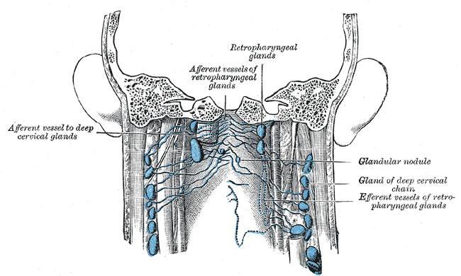 <p>Lymph Nodes of the Neck