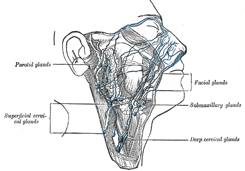 <p>Lymphatics of the Oral and Nasal Cavity