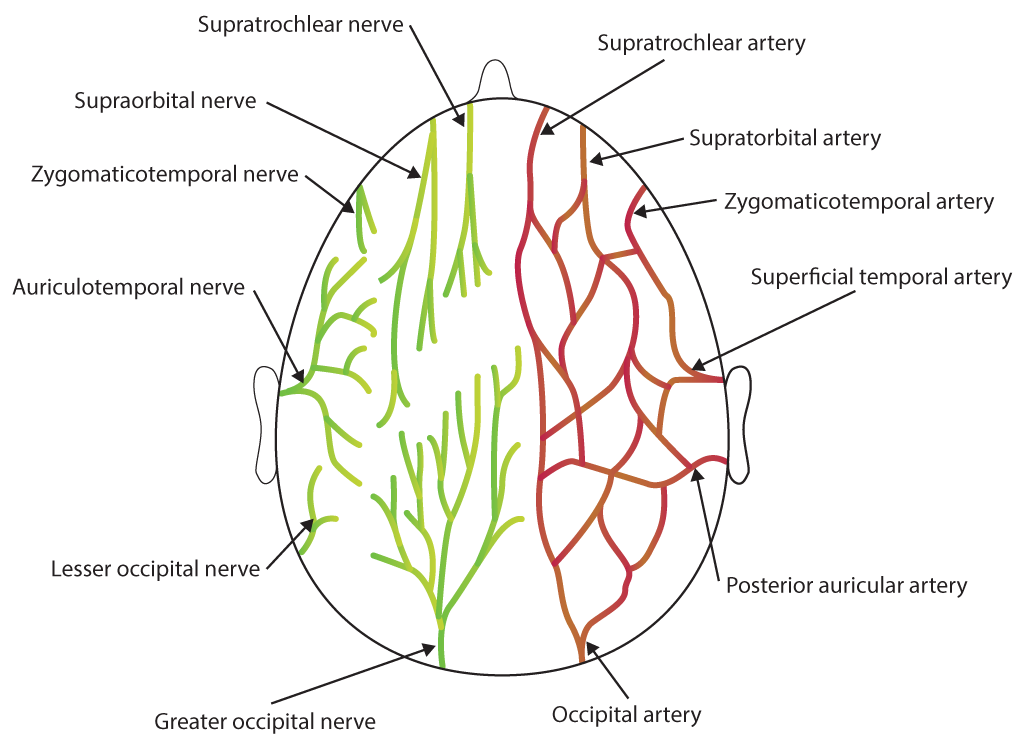 Scalp Nerves and Arteries, Supratrochlear nerve, Supraorbital nerve, Zygomaticotemporal nerve, Auriculotemporal nerve, Lesser occipital nerve, Greater occipital nerve, Supratrochlear artery, Supratorbital artery, Zygomaticotemporal artery, Superficial temporal artery, Posterior auricular artery, Occipital artery