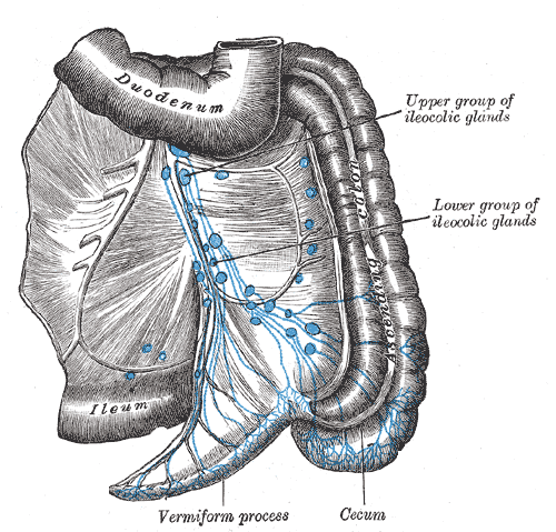 <p>Lymphatics of the Colon, Ileum, Duodenum, Upper and Lower group of Ileocolic lymph glands, cecum, Vermiform process</p>