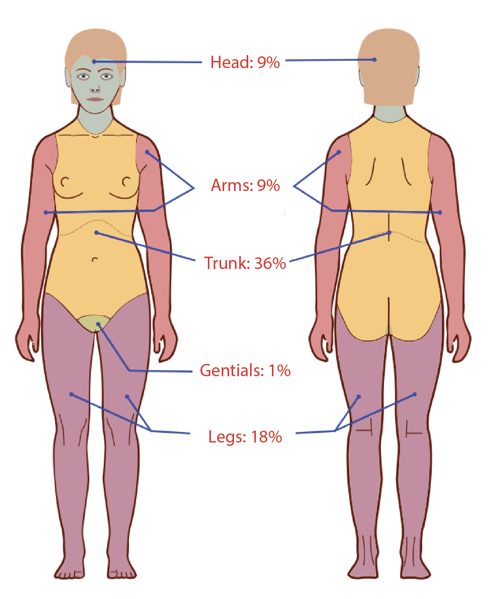 <p>Diagram of the Rule of 9s for Adults</p>