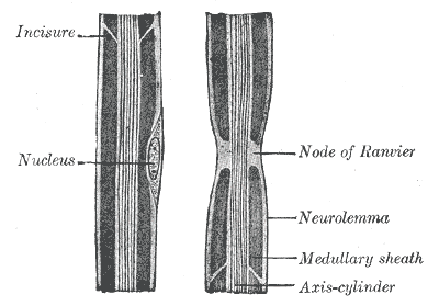 <p>Neurology, longitudinal section of nerve fiber, Incisure, Nucleus, Node of Ranvier, Neurolemma, Medullary sheath, Axis-cyl