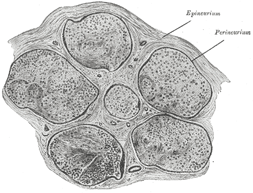 <p>Neurology, Nerve Fascicle, Fasciculus, Epineurium