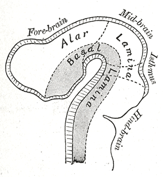 <p>Embryology, Development of Nervous system, Four week old embryo, Alar lamina, Basal lamina, Neural tube</p>