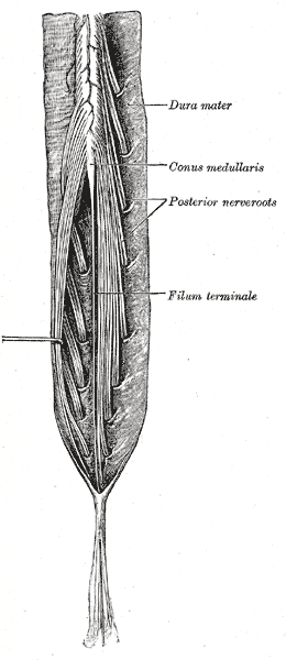 <p>Spinal Cord, Neurology