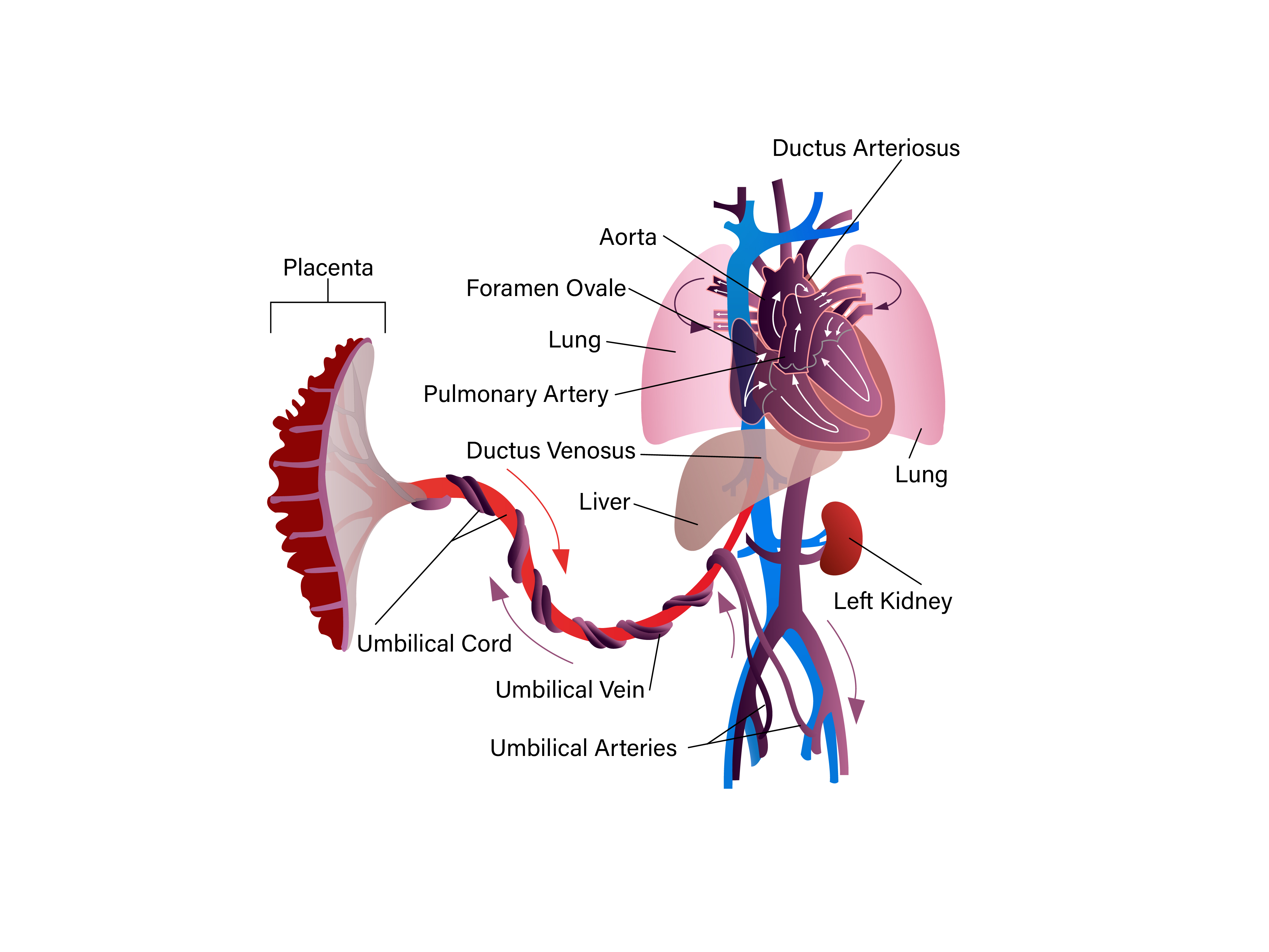 Fetal Blood Circulation.