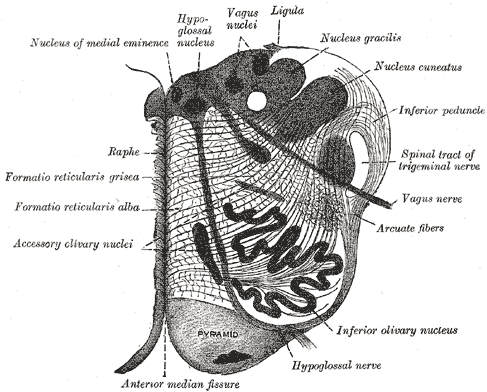 <p>The Hindbrain or Rhombencephalon