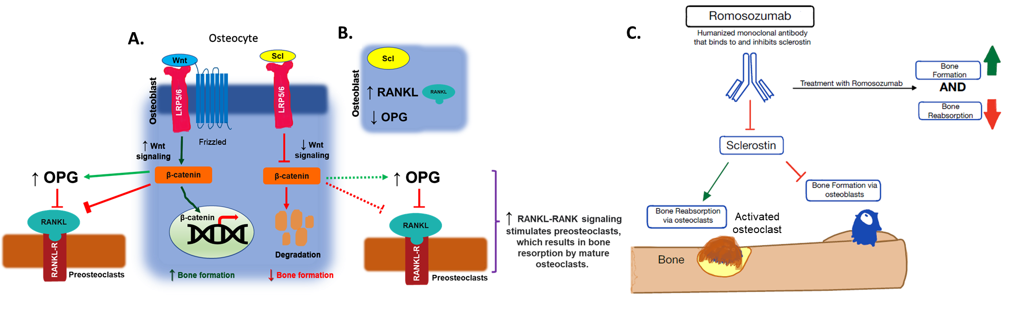 <p>Romosozumab Mechanism of Action