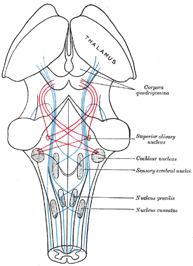 <p>The Midbrain or Mesencephalon, the Course of the Fibers of the Lemniscus