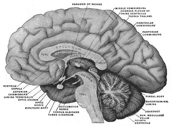 <p>The Fore-brain or Prosencephalon, Mesal aspect of a brain sectioned in the median sagittal plane, Foramen of Monro, Middle