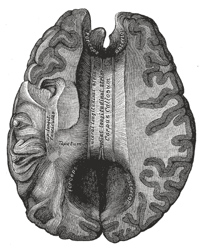 Corpus callosum from above, Lateral and Medial longitudinal stria, Tapetum, Superior Longitudinal Fasciculus, Forceps Posteri