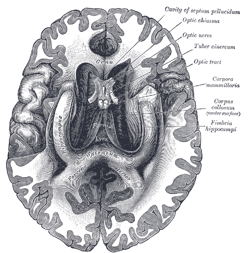 The fornix and corpus callosum from below, Genu, Hippocampus, Forceps posterior, Cavity of septum pellucidum, Optic Chiasma, 