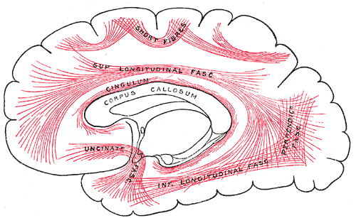 <p>Principal Systems of Association Fibers in the Cerebrum