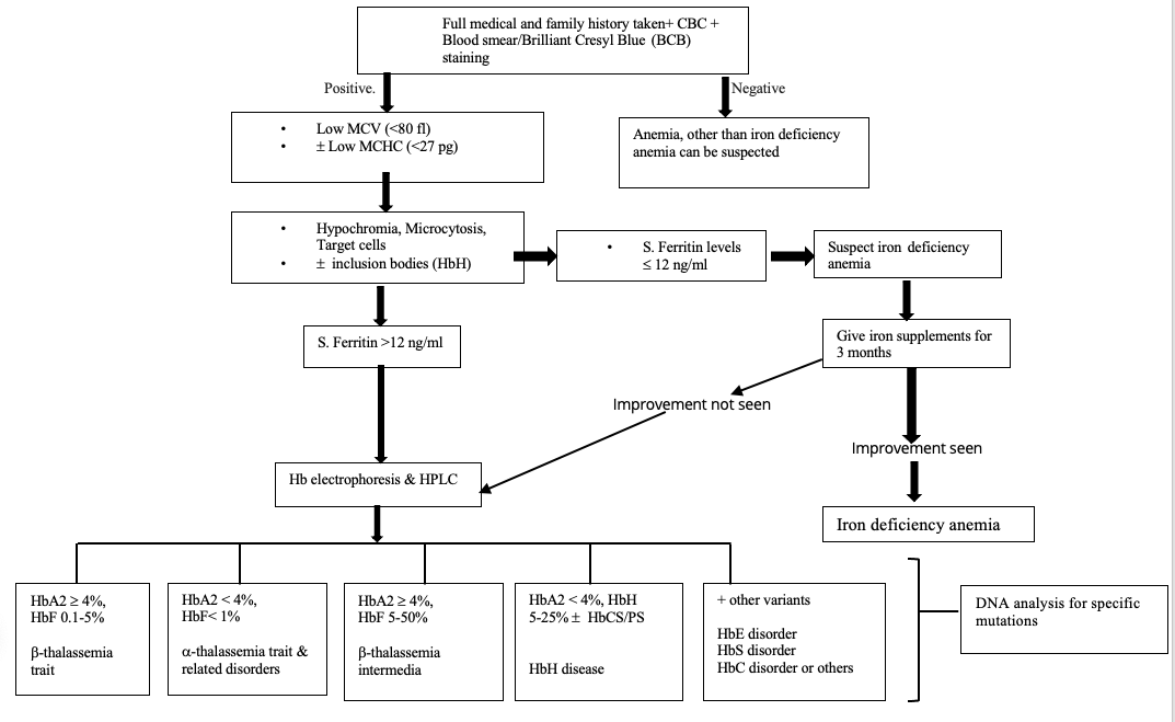 <p>Thalassemia and Iron-Deficiency Anemia Laboratory Differentiation