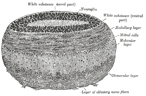 <p>Coronal section of olfactory bulb, White Substance, Neuroglia, Medullary layer, Mitral cells, Molecular layer, Glomerular 