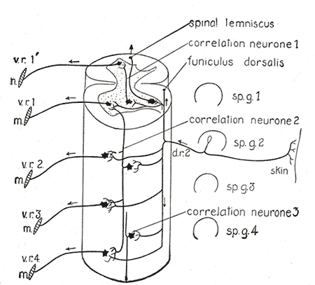  Central Connections of the Spinal, Diagram of the spinal cord reflex apparatus, Spinal lemniscus, Correlation neurone, Funiculus dorsalis