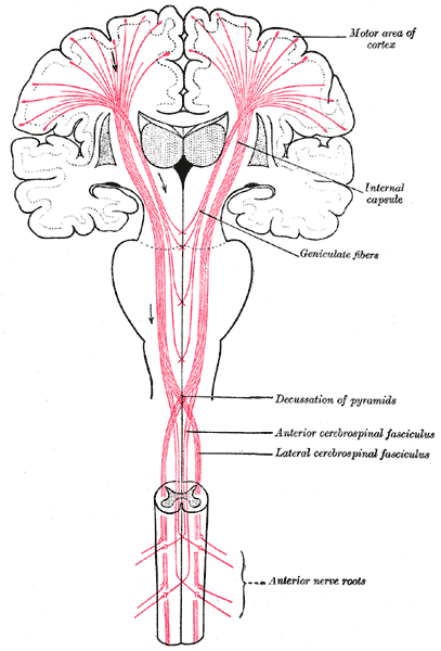 Pathways from the Brain to the Spinal Cord, The motor tract, Anterior nerve roots, Anterior and Lateral cerebrospinal Fascicu