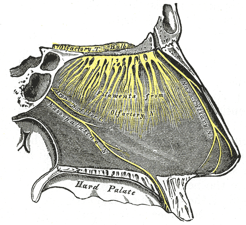 <p>Nasopalatine Region Innervation