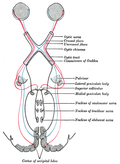 <p>Scheme showing central connections of the optic nerves and optic tracts.</p>