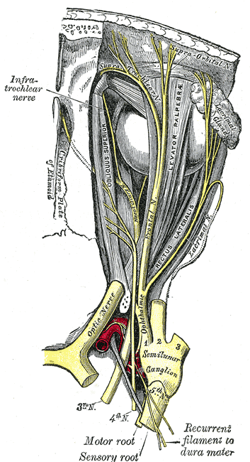 <p>Trochlear Nerve, Nerves of the Orbit.&nbsp;</p>