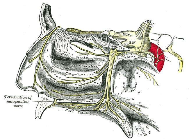 <p>Trigeminal Nerve, Nasopalatine Distribution