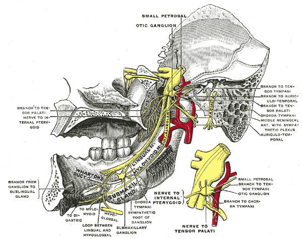 <p>The Trigeminal Nerve