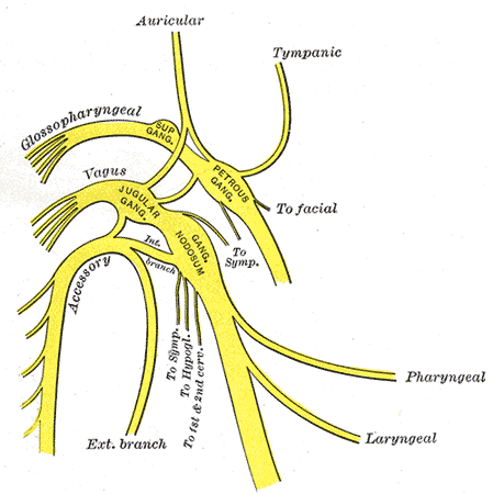 <p>Glossopharyngeal Nerve. Plan of upper portions of glossopharyngeal, vagus, and accessory nerves.</p>