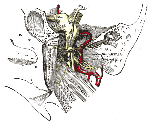 <p>Semilunar (Trigeminal) Ganglion.</p>