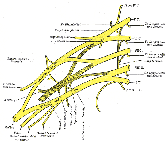 <p>Brachial Plexus Anatomy