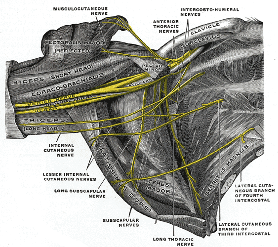 <p>The Anterior Divisions, The right brachial plexus (infraclavicular portion) in the axillary fossa; viewed from below and i