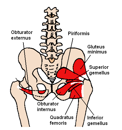 <p>Short External Rotators of the Hip