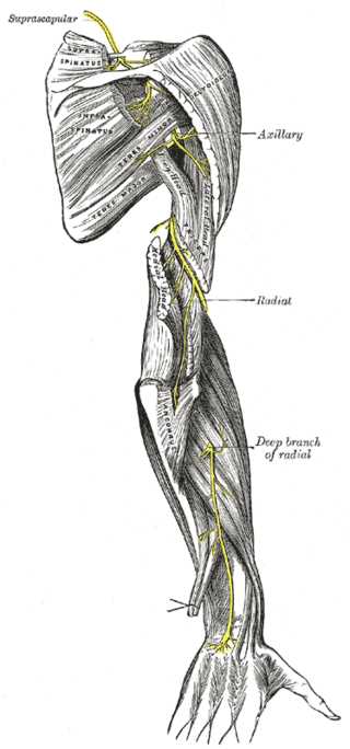 <p>The Anterior Divisions, the Suprascapular, Axillary, and Radial Nerves.</p>