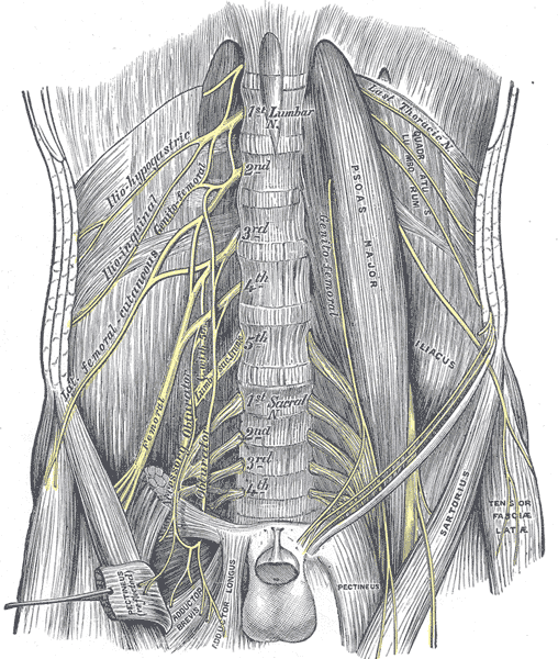 <p>The Lumbosacral Nerves and the Posterior Abdominal Wall