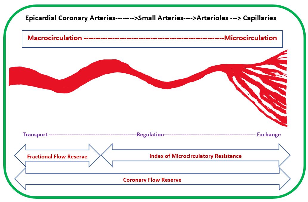 <p>Coronary Macro and Microcirculation