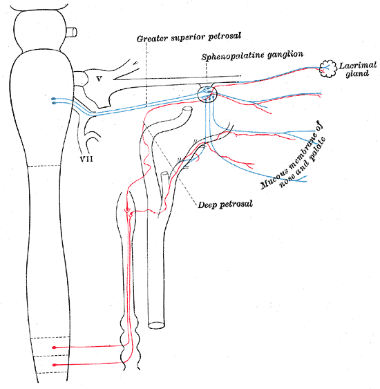 <p>Sympathetic Nerves