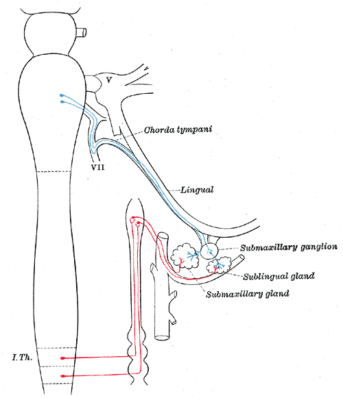 <p>Sympathetic Nerves, Connections Between the Submaxillary and Superior Cervical Ganglia