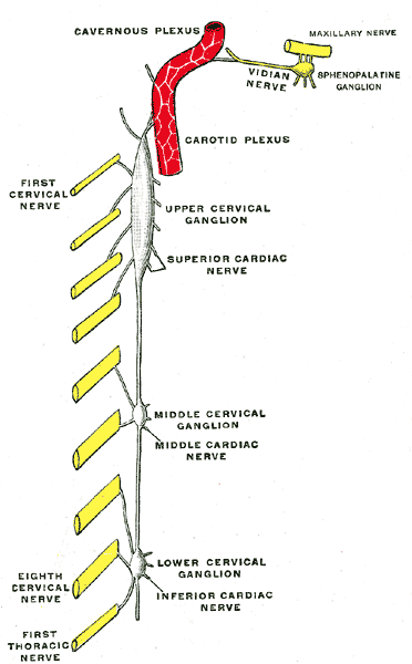 <p>Cervical Portion of the Sympathetic System. The illustrated image portrays&nbsp;the cervical sympathetic system.</p>