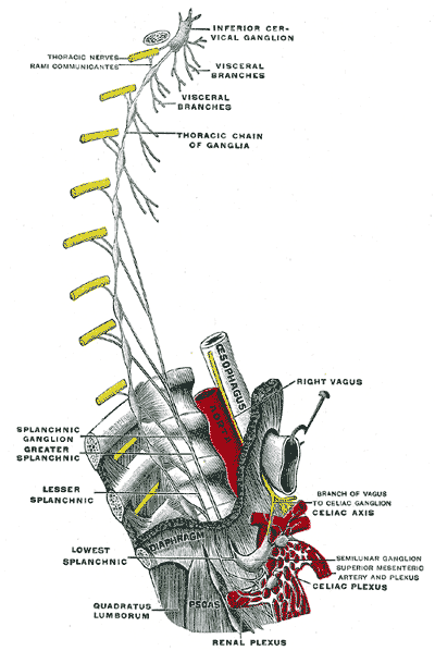 <p>Cervical Portion, Sympathetic System