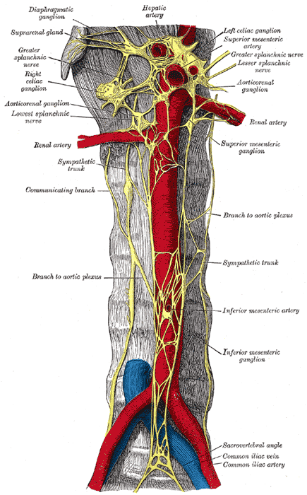 <p>Sympathetic System, Abdominal Portion