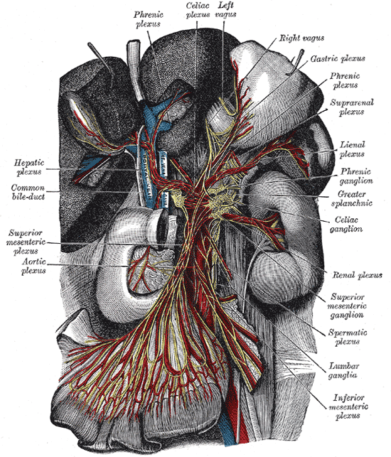 <p>The Great Plexus of the Sympathetic System, The celiac ganglia with the sympathetic plexuses of the abdominal viscera radi