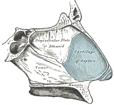 The Organ of Smell, Bones and cartilages of septum of nose;viewed from the Right side, Perpendicular plate of Ethmoid, Vomer,