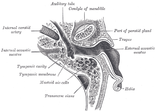 <p>External Ear, Horizontal Section