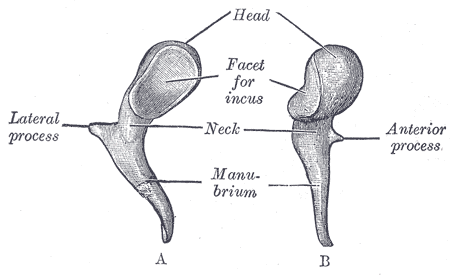 <p>Left Malleus