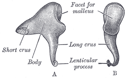 <p>Left Incus