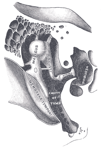 <p>Right Auditory Ossicles